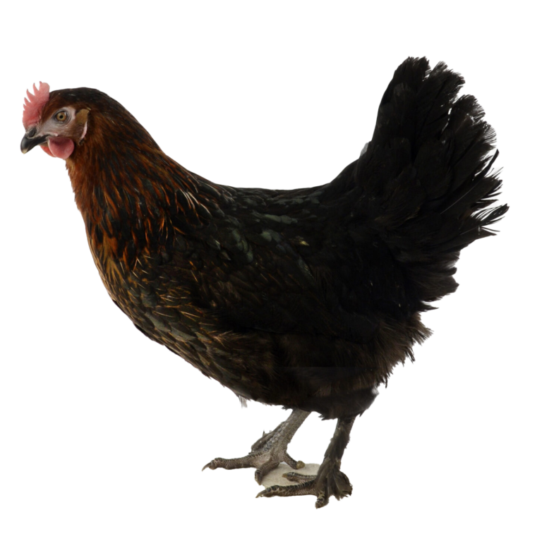 Marrans Cuivrée