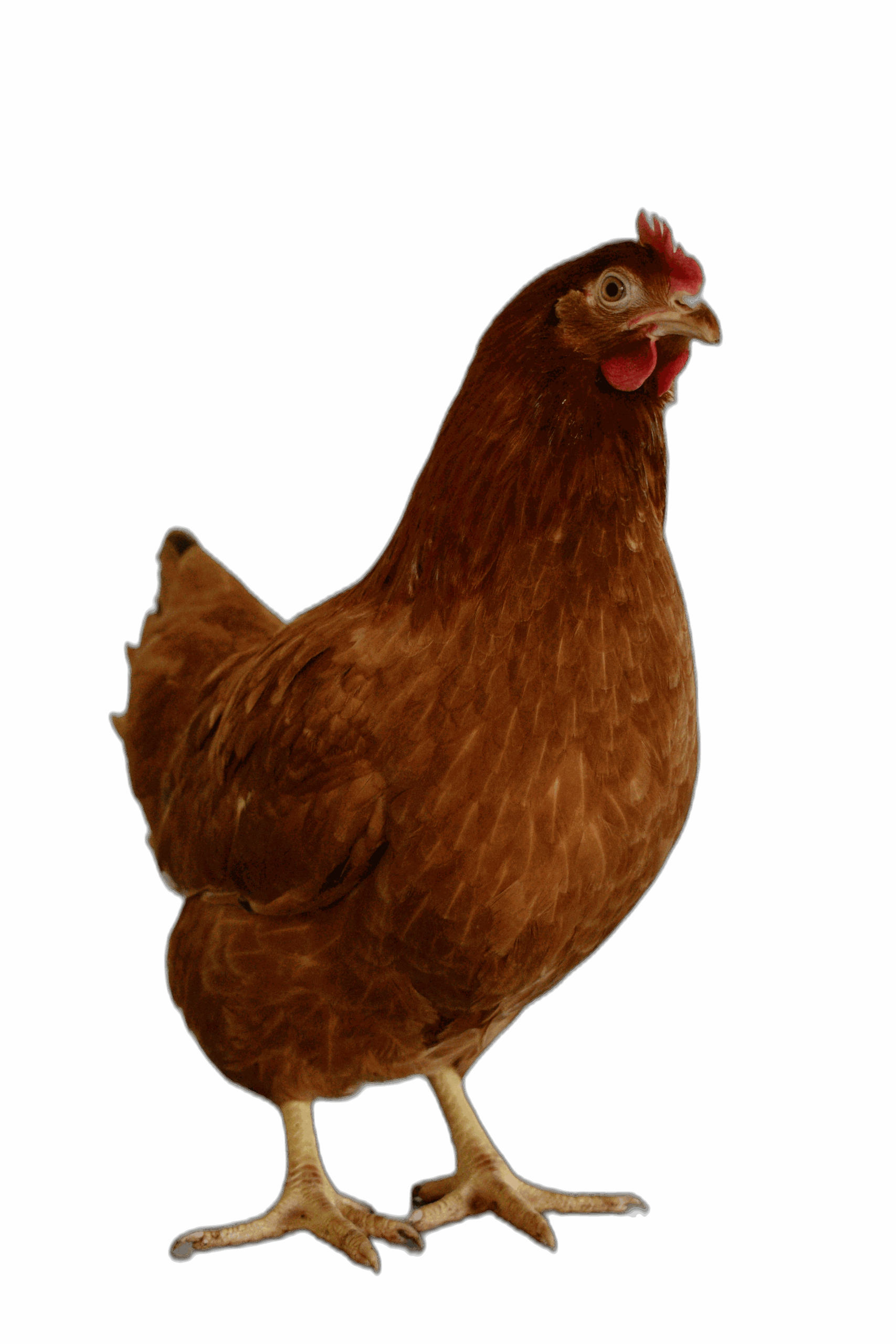 Avicole - LANCKRIET - Babcock