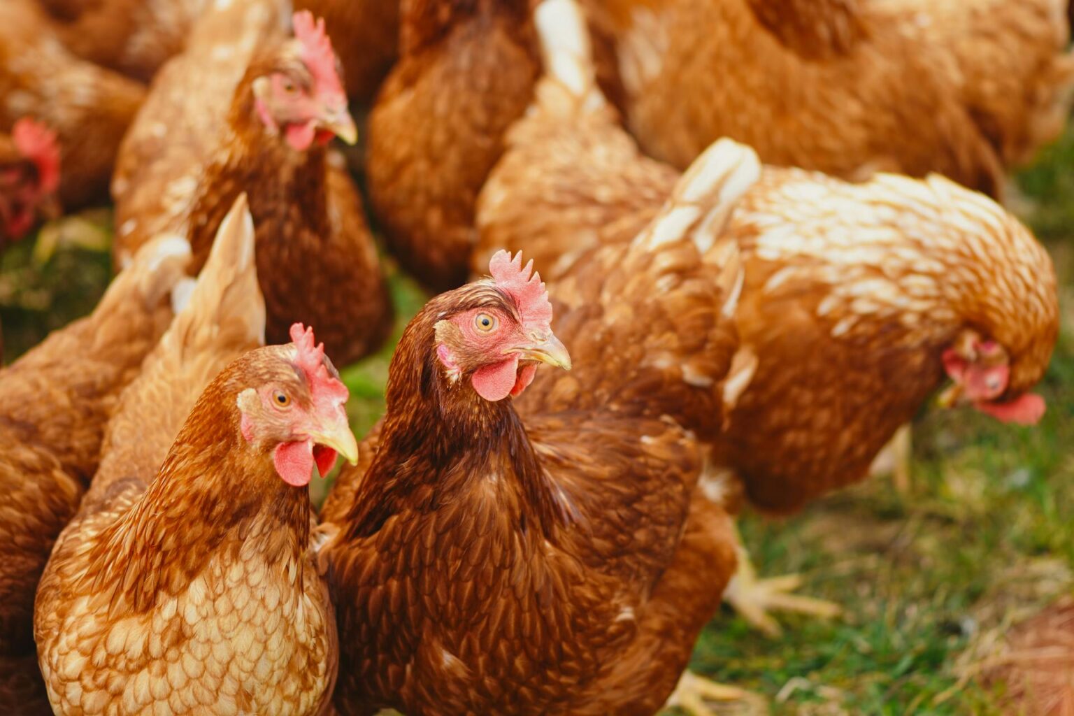 Elevage de poule