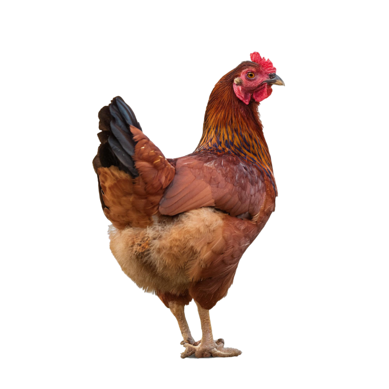 Avicole - Babcock