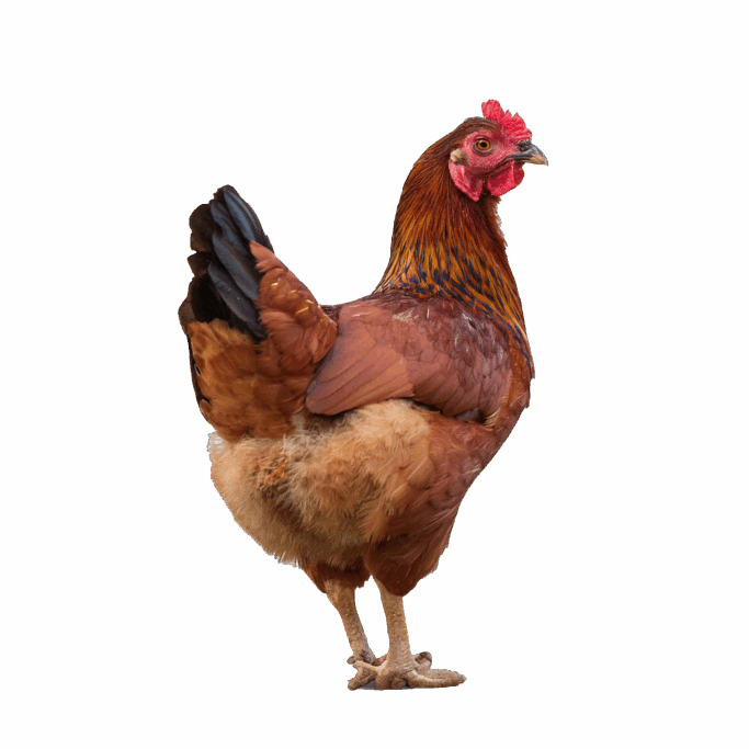 Avicole - Babcock